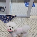 시루 반려견 미용 이미지