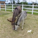 하당농장 이미지