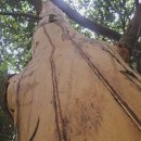 성읍리-27 이미지