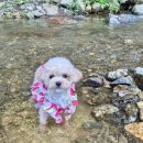 그늘막117 이미지