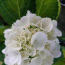 수국 흰색꽃 모음 이미지