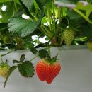 일심농장 이미지