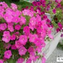 대숲민박 이미지