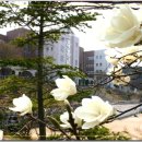 브니엘예술중학교 이미지