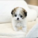 강아지사랑 | 고덕강아지분양 사랑스러운 닥스훈트입양 후기