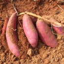 황토사랑영농조합법인 | 사계절 간식 추천, 찜기 없이 고구마 찌는법 / 전라북도 고창 황금터 황토고구마 후기