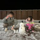 이래전자 | 경주 독채풀빌라 박달림펜션 내돈내산 수영장이 아쉬웠던 솔직후기