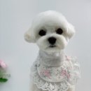 단비네 애견미용 이미지