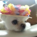 천지 애견 이미지