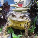 금두꺼비 이미지