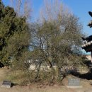 석성동헌 탱자나무 이미지