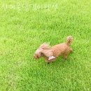 댕댕이계곡펜션 이미지