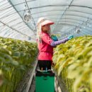 스마트팜 이미지