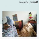 비둘기집 이미지