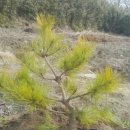 황금소나무 이미지