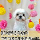 쑝이네 애견샵 네이버블로그