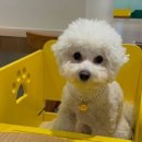 동물진료법인 포레스트 네이버블로그
