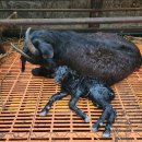 남원흑염소농장 2농장 이미지