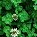네잎클로버 이미지