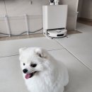 딸 집에 강쥐 미용 이미지