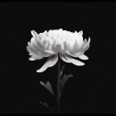 제주항공 7C2216편 사고 희생자의 명복을 빕니다. 이미지