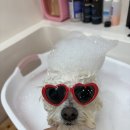 수수펫살롱 이미지