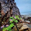 제니아 무도장 이미지