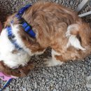 학마을캠프 이미지