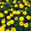 우분투마을 이미지