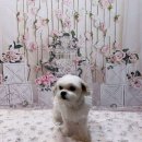 도그리썸 이미지