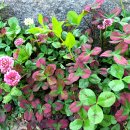 세잎클로버 이미지