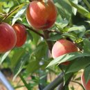 승래농장 이미지