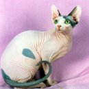 스핑크스의 숲 이미지