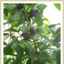 허니농장 이미지