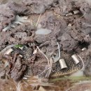 옛날불고기 이미지