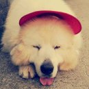 쁘니＆비키 이미지