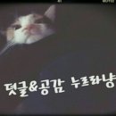 냥아치냥 이미지