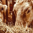 합천축산업협동조합 배합사료공장 이미지