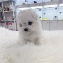 미유펫 강아지고양이 수원점 이미지