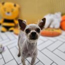 강아지의 하루 이미지