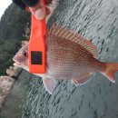 상사리(상) 이미지