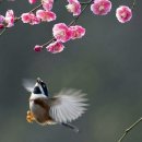 평창곤드레축제 Daum카페
