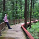 제암산자연휴양림 더늠길 이미지