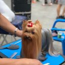 애견미용교실