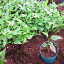 황칠나무집 이미지