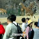 봄날의 동물원