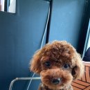 바르다펫 꿈의숲점 이미지