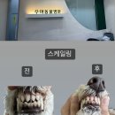 수아동물병원 | 8살노견 강아지 스케일링(치석제거) 후기! 비용, 시간, 비교사진