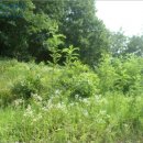 동막동(1) 이미지