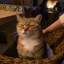 36.5도 우리 - | 홍대 감성 술집 36.5도 여름 동쪽점 고양이가 있는 술집 추천